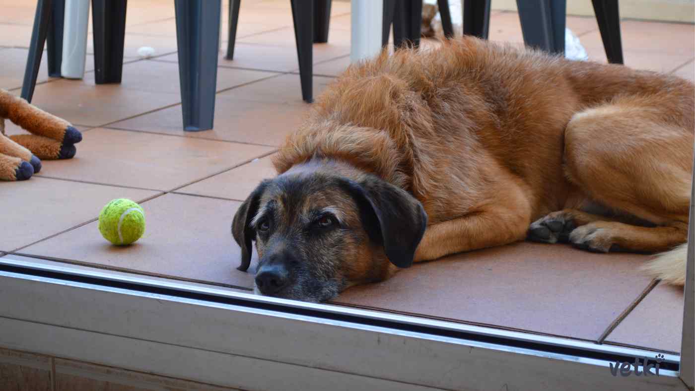 pes, který leží a nudí se